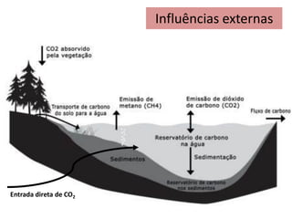 Entrada direta de CO2
Influências externas
 