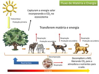 Energia
Respiração
a
a
Respiração RespiraçãoRespiração
Fotossíntese
Decomposição
Nutrientes
Fluxo de Matéria e Energia
Capturam a energia solar
incorporando o CO2 no
ecossistema
Transferem matéria e energia
Decompõem a MO,
liberando CO2 para a
atmosfera e nutrientes para
o solo.
Produção primária
Produção secundáriaProdução secundária Produção secundária
 