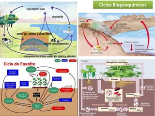 Ciclos Biogeoquímicos
 