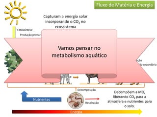 Energia
Respiração
a
a
Respiração RespiraçãoRespiração
Fotossíntese
Decomposição
Nutrientes
Fluxo de Matéria e Energia
Capturam a energia solar
incorporando o CO2 no
ecossistema
Transferem matéria e energia
Decompõem a MO,
liberando CO2 para a
atmosfera e nutrientes para
o solo.
Produção primária
Produção secundáriaProdução secundária Produção secundária
Vamos pensar no
metabolismo aquático
 
