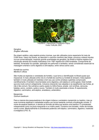 FIGURA 8 - Capuchinha (Tropaeolum majus)
                                             Fonte: FURLAN, 2007.

Gengibre
Zingiber officinalis

De origem asiática, esta espécie produz rizomas, que são utilizados como especiaria há mais de
2.000 anos. Vasco da Grama, ao descobrir o caminho marítimo das Índias, provocou notável impulso
na sua comercialização, trazendo grande quantidades de gengibre. No Brasil a história registra sua
introdução através da invasão holandesa e em 1587 registra-se 4.000 toneladas. Componente de
bebidas, fornecedor do quentão, aplicação em perfumes e remédios, sendo considerado essencial na
massagem oriental e como digestivo e anti-séptico, entre vários outros usos.

Hortelã da cozinha
Mentha X villosa

São muitas as espécies e variedades de hortelã, o que torna a identificação no Brasil quase que
impossível. A mais utilizada entre nós é a hortelã de cozinha ou hortelã do tempero. Esta espécie
também é muito utilizada em bebidas e tem seu uso contra amebas e giárdias comprovado
cientificamente. É também recomendada como digestiva, anti-séptica e contra gases. Este hortelã
que era muito comum antigamente, inclusive crescendo nas calçadas e se espalhando nas hortas, já
não é tão comum. Na culinária a parte usada é a folha fresca, picada com ervilhas, cenouras,
batatas, porco, cordeiro, quibe e sucos. Também é muito associada a doces. É expectorante,
digestivo, carminativo, anti-séptico, anestésico, antiemético

Manjericão
Ocimum basilicum

Para a maioria dos pesquisadores é de origem indiana o verdadeiro manjericão ou basilico, mas as
suas inúmeras espécies e variedades acabou por tornar bastante confusa a localização correta. O
nome da espécie basilicum, é devido ao formato da folha que lembra uma basílica. É considerado
indispensável como na pizza marguerita e no molho pesto. Combina com tomates, molho de tomate,
carne e aves. Medicinalmente é considerado poderoso anti-séptico, carminativo, digestivo, inseticida
e analgésico (FIG. 9).




                                                                                                  23
Copyright © - Serviço Brasileiro de Respostas Técnicas - http://www.respostatecnica.org.br
 