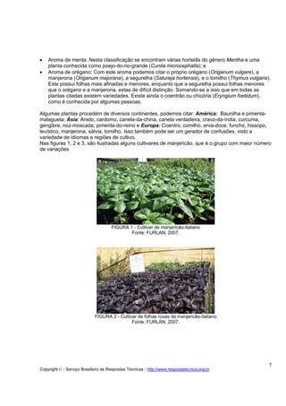 •   Aroma de menta: Nesta classificação se encontram várias hortelãs do gênero Mentha e uma
    planta conhecida como poejo-do-rio-grande (Cunila microcephalla); e
•   Aroma de orégano: Com este aroma podemos citar o próprio orégano (Origanum vulgare), a
    manjerona (Origanum majorana), a segurelha (Satureja hortensis), e o tomilho (Thymus vulgaris).
    Este possui folhas mais afinadas e menores, enquanto que a segurelha possui folhas menores
    que o orégano e a manjerona, estas de difícil distinção. Somando-se a isso que em todas as
    plantas citadas existem variedades. Existe ainda o coentrão ou chicória (Eryngium foetidum),
    como é conhecida por algumas pessoas.

Algumas plantas procedem de diversos continentes, podemos citar: América: Baunilha e pimenta-
malagueta; Ásia: Aneto, cardomo, canela-da-china, canela verdadeira, cravo-da-índia, curcuma,
gengibre, noz-moscada, pimenta-do-reino e Europa: Coentro, comilho, erva-doce, funcho, hissopo,
levístico, manjerona, sálvia, tomilho. Isso também pode ser um gerador de confusões, visto a
variedade de idiomas e regiões de cultivo.
Nas figuras 1, 2 e 3, são ilustradas alguns cultivares de manjericão, que é o grupo com maior número
de variações




                                     FIGURA 1 - Cultivar de manjericão-italiano
                                             Fonte: FURLAN, 2007.




                             FIGURA 2 - Cultivar de folhas roxas de manjericão-italiano
                                              Fonte: FURLAN, 2007.




                                                                                                  7
Copyright © - Serviço Brasileiro de Respostas Técnicas - http://www.respostatecnica.org.br
 