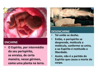 ENCARNE
• O Espírito, por intermédio
do seu perispírito,
se enraíza, de certa
maneira, nesse gérmen,
como uma planta na terra.
DESENCARNE
• Tal união se desfaz.
• Então, o perispírito se
desprende, molécula a
molécula, conforme se unira,
e ao Espírito é restituída a
liberdade.
• Assim, não é a partida do
Espírito que causa a morte do
corpo.
 