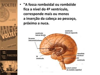 • "A fossa romboidal ou rombóide
fica a nível do 4º ventrículo,
corresponde mais ou menos
a inserção da cabeça ao pescoço,
próximo a nuca.
 