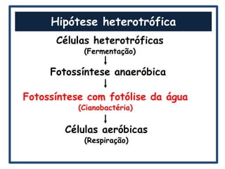 Hipótese heterotrófica
      Células heterotróficas
            (Fermentação)

     Fotossíntese anaeróbica

Fotossíntese com fotólise da água
           (Cianobactéria)


        Células aeróbicas
            (Respiração)
 
