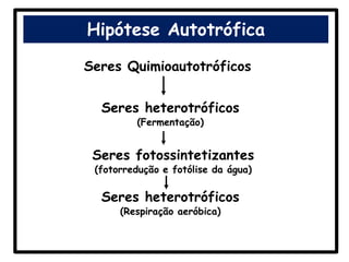 Hipótese Autotrófica

Seres Quimioautotróficos


  Seres heterotróficos
         (Fermentação)


 Seres fotossintetizantes
 (fotorredução e fotólise da água)

  Seres heterotróficos
      (Respiração aeróbica)
 