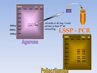 MPM   C+   C-




                        elevada cc de taq, 1 solo
300bp                   primer y baja Tº de
200bp
100bp
                        annealing
                                     LSSP - PCR
                                          MPM       C+   C-
 