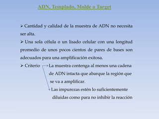ADN, Templado, Molde o Target


 Cantidad y calidad de la muestra de ADN no necesita

ser alta.
 Una sola célula o un lisado celular con una longitud
promedio de unos pocos cientos de pares de bases son
adecuados para una amplificación exitosa.
 Criterio      La muestra contenga al menos una cadena
                de ADN intacta que abarque la región que
                se va a amplificar.
                 Las impurezas estén lo suficientemente
                 diluidas como para no inhibir la reacción
 