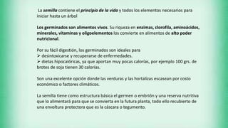 La semilla contiene el principio de la vida y todos los elementos necesarios para
iniciar hasta un árbol
Los germinados son alimentos vivos. Su riqueza en enzimas, clorofila, aminoácidos,
minerales, vitaminas y oligoelementos los convierte en alimentos de alto poder
nutricional.
Por su fácil digestión, los germinados son ideales para
 desintoxicarse y recuperarse de enfermedades.
 dietas hipocalóricas, ya que aportan muy pocas calorías, por ejemplo 100 grs. de
brotes de soja tienen 30 calorías.
Son una excelente opción donde las verduras y las hortalizas escasean por costo
económico o factores climáticos.
La semilla tiene como estructura básica el germen o embrión y una reserva nutritiva
que lo alimentará para que se convierta en la futura planta, todo ello recubierto de
una envoltura protectora que es la cáscara o tegumento.
 