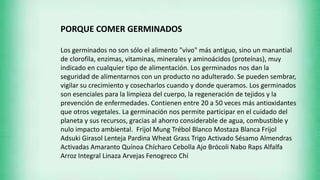 PORQUE COMER GERMINADOS
Los germinados no son sólo el alimento "vivo" más antiguo, sino un manantial
de clorofila, enzimas, vitaminas, minerales y aminoácidos (proteínas), muy
indicado en cualquier tipo de alimentación. Los germinados nos dan la
seguridad de alimentarnos con un producto no adulterado. Se pueden sembrar,
vigilar su crecimiento y cosecharlos cuando y donde queramos. Los germinados
son esenciales para la limpieza del cuerpo, la regeneración de tejidos y la
prevención de enfermedades. Contienen entre 20 a 50 veces más antioxidantes
que otros vegetales. La germinación nos permite participar en el cuidado del
planeta y sus recursos, gracias al ahorro considerable de agua, combustible y
nulo impacto ambiental. Frijol Mung Trébol Blanco Mostaza Blanca Frijol
Adsuki Girasol Lenteja Pardina Wheat Grass Trigo Activado Sésamo Almendras
Activadas Amaranto Quínoa Chícharo Cebolla Ajo Brócoli Nabo Raps Alfalfa
Arroz Integral Linaza Arvejas Fenogreco Chí
 