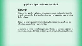 ¿Qué mas Aportan los Germinados?
• CLOROFILA
• Esta permite que la respiración celular aumente, el metabolismo celular
se active, mejore las defensas, la resistencia y la capacidad regeneradora
de las células.
• Depura la sangre pues elimina residuos y toxinas del cuerpo; frena las
infecciones, desinfecta y cura heridas.
• La clorofila se utiliza como base para dexintoxicar el cuerpo y regenera el
sistema digestivo debilitado, es decir, aporta energía a la vez que limpia.
 
