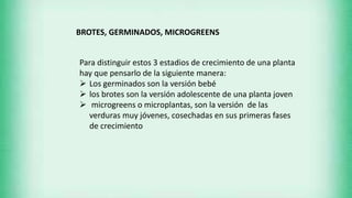 Para distinguir estos 3 estadios de crecimiento de una planta
hay que pensarlo de la siguiente manera:
 Los germinados son la versión bebé
 los brotes son la versión adolescente de una planta joven
 microgreens o microplantas, son la versión de las
verduras muy jóvenes, cosechadas en sus primeras fases
de crecimiento
BROTES, GERMINADOS, MICROGREENS
 