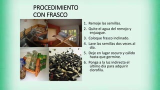 PROCEDIMIENTO
CON FRASCO
1. Remoje las semillas.
2. Quite el agua del remojo y
enjuague.
3. Coloque frasco inclinado.
4. Lave las semillas dos veces al
día.
5. Deje en lugar oscuro y cálido
hasta que germine.
6. Ponga a la luz indirecta el
último día para adquirir
clorofila.
 