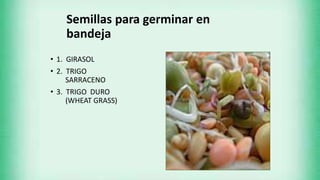 Semillas para germinar en
bandeja
• 1. GIRASOL
• 2. TRIGO
SARRACENO
• 3. TRIGO DURO
(WHEAT GRASS)
 