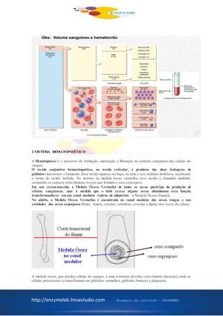 http://enzymelab.lmsestudio.com Documento não controlado - ANO1HEM001
2 SISTEMA HEMATOPOÉTICO
A Hematopoiese é o processo de formação, maturação e liberação na corrente sanguínea das células do
sangue.
O tecido conjuntivo hemocitopoético, ou tecido reticular, é produtor das duas linhagens de
glóbulos: leucócitos e hemácias. Esse tecido aparece no baço, no timo e nos nódulos linfáticos, recebendo
o nome de tecido linfóide. No interior da medula óssea vermelha, esse tecido é chamado mielóide,
ocupando os espaços entre lâminas ósseas que formamo osso esponjoso.
Em um recém-nascido, a Medula Óssea Vermelha de todos os ossos participa da produção de
células sanguíneas, mas à medida que o bebê cresce alguns ossos abandonam essa função,
transformando-se em um canal medular repleto de adipócitos: a Medula Óssea Amarela.
No adulto, a Medula Óssea Vermelha é encontrada no canal medular dos ossos longos e nas
cavidades dos ossos esponjosos:fêmur, úmero, esterno, vértebras, costelas e diploe dos ossos do crânio.
A medula óssea, que produz células do sangue, é uma estrutura alveolar com câmaras (lacunas), onde as
células precursoras se transformam em glóbulos vermelhos, glóbulos brancos e plaquetas.
 