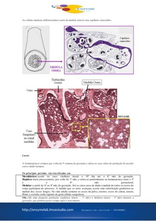 http://enzymelab.lmsestudio.com Documento não controlado - ANO1HEM001
As células maduras (diferenciadas) saem da medula através dos capilares sinusóides.
Locais
A hematopoiese começa por volta da 3ª semana de gestação e altera os seus sítios de produção de acordo
com a idade humana.
Os principais períodos são classificados em:
Mesoblástico: ocorre no saco vitelínico desde o 19º dia até o 6º mês de gestação.
Hepático: inicia precocemente, por volta do 1º mês, e torna-se predominante na hematopoiese entre o 3º
e o 6º mês gestacional.
Medular: a partir do 6º ao 8º mês de gestação. Até os cinco anos de idade a medula de todos os ossos do
corpo participam do processo. À medida que os anos avançam, ocorre uma substituição gordurosa na
medula dos ossos longos. Na vida adulta somente os ossos da pelve, esterno, ossos do crânio, úmero,
fêmur e costelas serão capazes de gerar células sanguíneas.
Obs.: Há uma pequena produção esplênica (início – 3º mês) e linfática (início – 5º mês) durante a
gestação, que perdura pouco tempo após o nascimento.
 