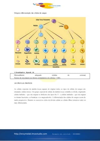 http://enzymelab.lmsestudio.com Documento não controlado - ANO1HEM001
Origem e diferenciação das células do sangue
A hemafopoiese depende de:
Microambiente adequado (células do estroma)
Fatores de crescimento (ou fatores estimuladores de colónias = CSF)
AS CÉLULAS-TRONCO
As células especiais da medula óssea capazes de originar todos os tipos de células do sangue são
chamadas células-tronco. Um grupo especial de células da medula óssea vermelha se divide, originando
células linfóides – que vão originar os linfócitos dos tipos B e T – e células mielóides – que vão originar
os demais leucócitos, as hemácias e os megacariócitos. A diferenciação das células do sangue ocorre de
modo progressivo. Durante os sucessivos ciclos de divisão celular, as células -filhas tornam-se cada vez
mais diferenciadas.
 