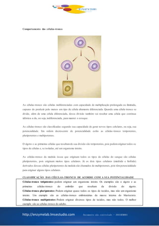 http://enzymelab.lmsestudio.com Documento não controlado - ANO1HEM001
Comportamento das células-tronco
As células-tronco são células indiferenciadas com capacidade de multiplicação prolongada ou ilimitada,
capazes de produzir pelo menos um tipo de célula altamente diferenciada. Quando uma célula-tronco se
divide, além de uma célula diferenciada, dessa divisão também vai resultar uma célula que continua
idêntica a ela, ou seja, indiferenciada, para manter o estoque.
As células-tronco são classificadas segundo sua capacidade de gerar novos tipos celulares, ou seja, sua
potencialidade. Em ordem decrescente de potencialidade estão as células -tronco totipotentes,
pluripotentes e multipotentes.
O zigoto e as primeiras células que resultamde sua divisão são totipotentes, pois podemoriginar todos os
tipos de células e, se isoladas, até um organismo inteiro.
As células-tronco da medula óssea que originam todos os tipos de células do sangue são células
pluripotentes, pois originam muitos tipos celulares. Já os dois tipos celulares (mielóide e linfóide)
derivados dessas células pluripotentes da medula são chamados de multipotentes, pois têmpotencialidade
para originar alguns tipos celulares.
CLASSIFICAÇÃO DAS CÉLULAS-TRONCO DE ACORDO COM A SUA POTENCIALIDADE
Células-tronco totipotentes: podem originar um organismo inteiro. Os exemplos são o zigoto e as
primeiras células-tronco do embrião que resultam da divisão do zigoto.
Células-tronco pluripotentes: Podem originar quase todos os tipos de tecidos, mas não um organismo
inteiro. Um exemplo são as células-tronco embrionárias da massa interna do blastocisto.
Células-tronco multipotentes: Podem originar diversos tipos de tecidos, mas não todos. O melhor
exemplo são as células-tronco do adulto.
 