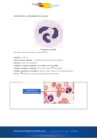 http://enzymelab.lmsestudio.com Documento não controlado - ANO1HEM001
NEUTRÓFILOS ou POLIMORFONUCLEARES
Granulócito neutrófilo
Tipo mais comum de leucócito no sangue (60-70%)
Tamanho: 12-14 µm
Núcleo altamente lobulado: 2 a 5 lóbulos unidos por pontes de cromatina
Bastonete: núcleo não segmentado
Citoplasma levemente pontilhado por grânulos, cor rosa-salmão:
Grânulos azurófilos ou primários: lisossomos, púrpura microbicidas
Grânulos específicos ou secundários: menores e mais numerosos, rosa-salmão fagocitose
DEFESA fagocitose e destruição dos microorganismos (bactérias)
 