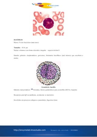 http://enzymelab.lmsestudio.com Documento não controlado - ANO1HEM001
BASÓFILOS
Menos 1% dos leucócitos (mais raros)
Tamanho: 14-16 µm
Núcleo volumoso com forma retorcida e irregular – aspecto da letra S
Grandes grânulos citoplasmáticos, grosseiros, fortemente basofílicos (azul intenso) que encobrem o
núcleo
Granulócito basófilo
Grânulos metacromáticos histamina, fatores quimiotáticos para eosinófilos (ECFA), heparina
Receptores para IgE na membrana, assimcomo os mastócitos
Envolvidos em processos alérgicos e parasitários; fagocitose lenta
 