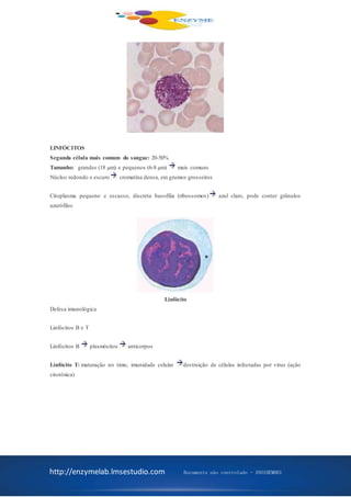 http://enzymelab.lmsestudio.com Documento não controlado - ANO1HEM001
LINFÓCITOS
Segunda célula mais comum do sangue: 20-50%
Tamanho: grandes (18 µm) e pequenos (6-8 µm) mais comuns
Núcleo redondo e escuro cromatina densa, em grumos grosseiros
Citoplasma pequeno e escasso, discreta basofilia (ribossomos) azul claro, pode conter grânulos
azurófilos
Linfócito
Defesa imunológica
Linfócitos B e T
Linfócitos B plasmócitos anticorpos
Linfócito T: maturação no timo, imunidade celular destruição de células infectadas por vírus (ação
citotóxica)
 