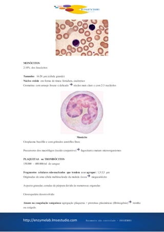 http://enzymelab.lmsestudio.com Documento não controlado - ANO1HEM001
MONÓCITOS
2-10% dos leucócitos
Tamanho: 16-20 µm (célula grande)
Núcleo ovóide em forma de rimou ferradura, excêntrico
Cromatina com arranjo frouxo e delicado núcleo mais claro e com 2-3 nucléolos
Monócito
Citoplasma basófilo e com grânulos azuróflos finos
Precursores dos macrófagos (tecido conjuntivo) fagocitam e matam microorganismos
PLAQUETAS ou TROMBÓCITOS
150.000 – 400.000/ml de sangue
Fragmentos celulares não-nucleados que tendem a se agrupar: 1,5-3,5 µm
Originadas de uma célula multinucleada da medula óssea megacariócito
Aspecto granular, coradas de púrpura devido às numerosas organelas
Citoesqueleto desenvolvido
Atuam na coagulação sanguínea: agregação plaquetas + proteínas plasmáticas (fibrinogênio) trombo
ou coágulo.
 