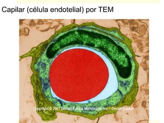 Capilar (célula endotelial) por TEM
 