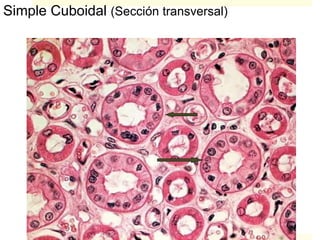 Simple Cuboidal (Sección transversal)
 