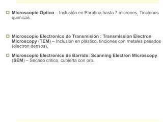  Microscopio Optico – Inclusión en Parafina hasta 7 micrones. Tinciones
quimicas
 Microscopio Electronico de Transmisión : Transmission Electron
Microscopy (TEM) – Inclusión en plástico, tinciones con metales pesados
(electron densos),
 Microscopio Electronico de Barrido: Scanning Electron Microscopy
(SEM) – Secado critico, cubierta con oro.
 