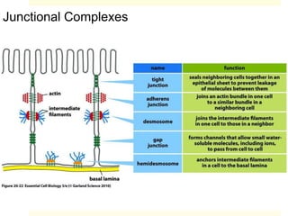Junctional Complexes
 
