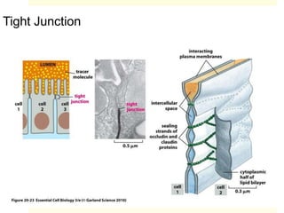 Tight Junction
 