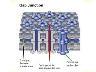Gap Junction
Connexin
moleculesOpen pores for
ions, molecules, etc
2 nM gap
between
membranes
 