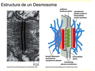 Estructura de un Desmosoma
 