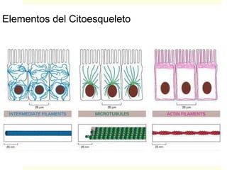 Elementos del Citoesqueleto
 