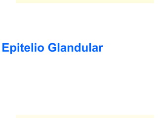 Epitelio Glandular
 