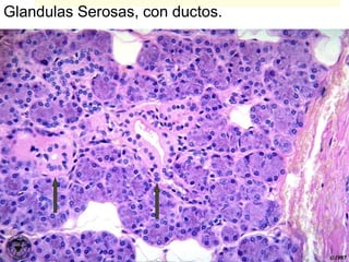 Glandulas Serosas, con ductos.
 