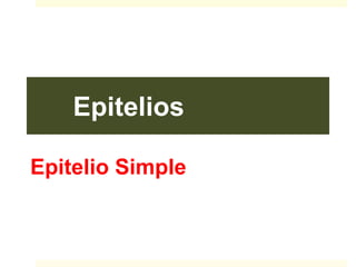 Epitelios
Epitelio Simple
 
