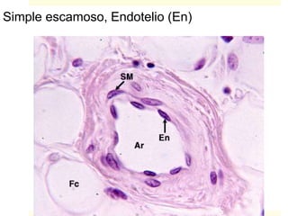 Simple escamoso, Endotelio (En)
 