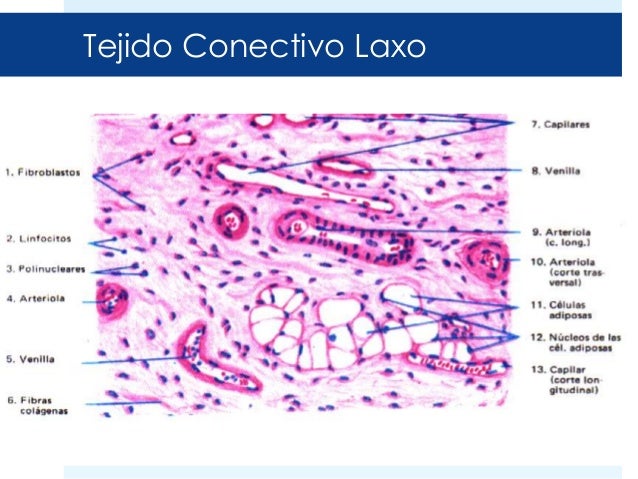 Curso Histologia 03 Tejido Conectivo