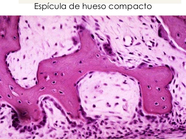 Curso Histologia 05 Tejido Esqueletico Huesos