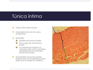 Curso Histologia 09 Tejido Vascular | PPTX
