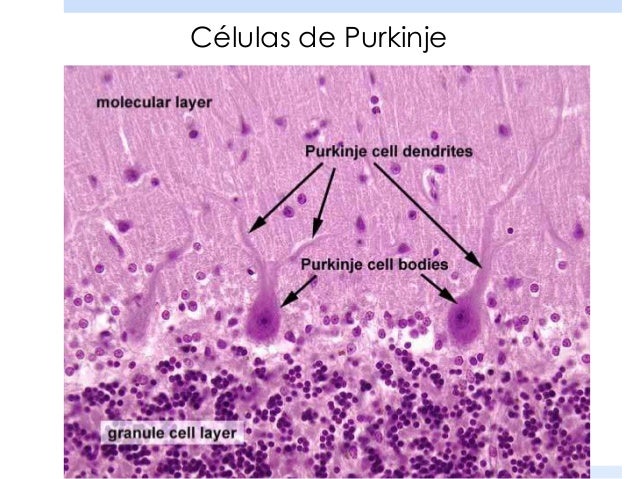 Curso Histologia 10 Tejido Nervioso