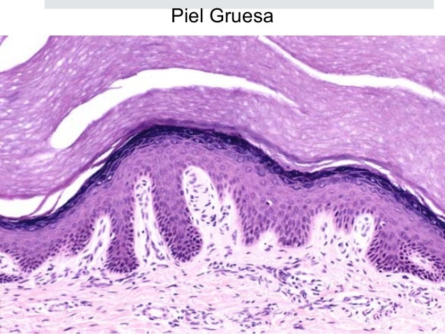 Curso Histologia 12 Piel y Anexos
