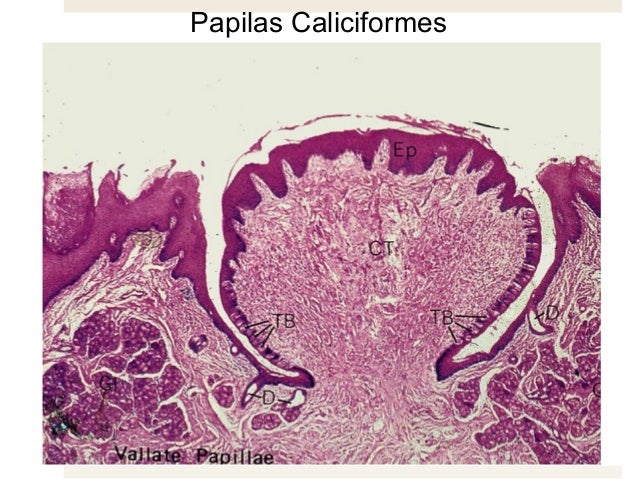 curso-histologia-14-sistema-digestivo-i