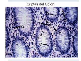 Curso Histologia 15 Sistema Digestivo II | PPT