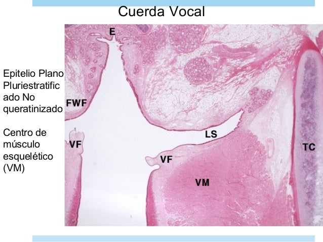 Curso Histologia 17 Sistema Respiratorio