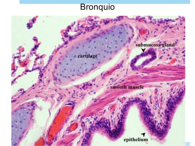 Histologia sistema respiratorio