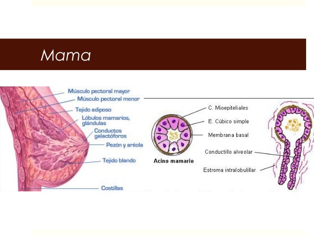 Curso Histologia 19 Sistema Reproductor Femenino
