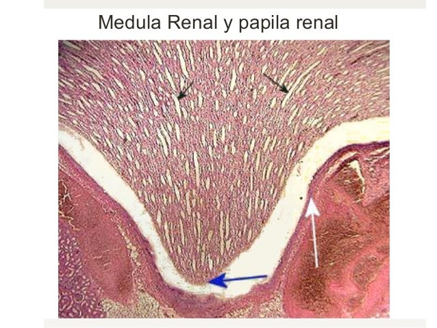 Curso Histologia 20 Sistema Urinario