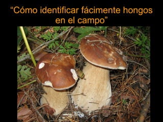 “ Cómo identificar fácimente hongos en el campo” 